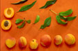 Abricots et feuilles