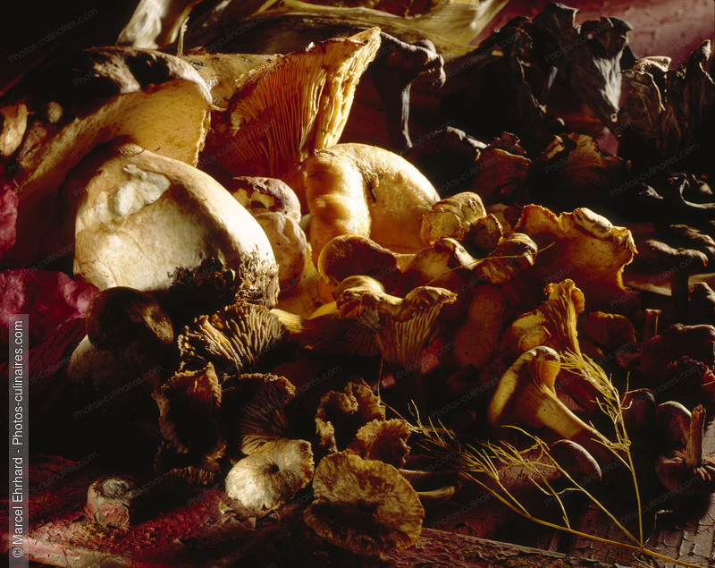 Assortiment de champignons - photo référence LE248.jpg