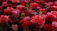 Bouquet de rose avec des gouttelettes