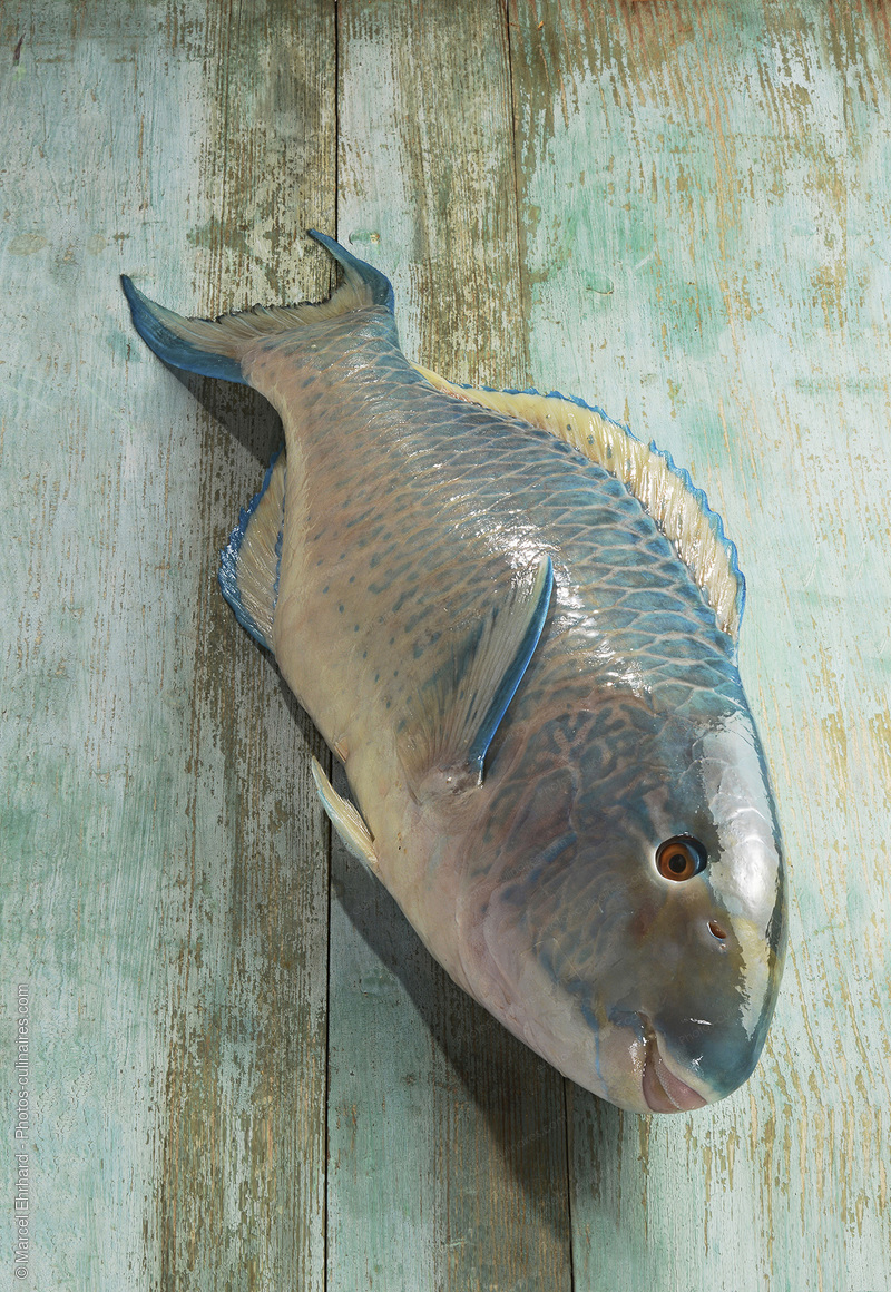 Carpaccio de poisson perroquet - photo référence PO642N.jpg