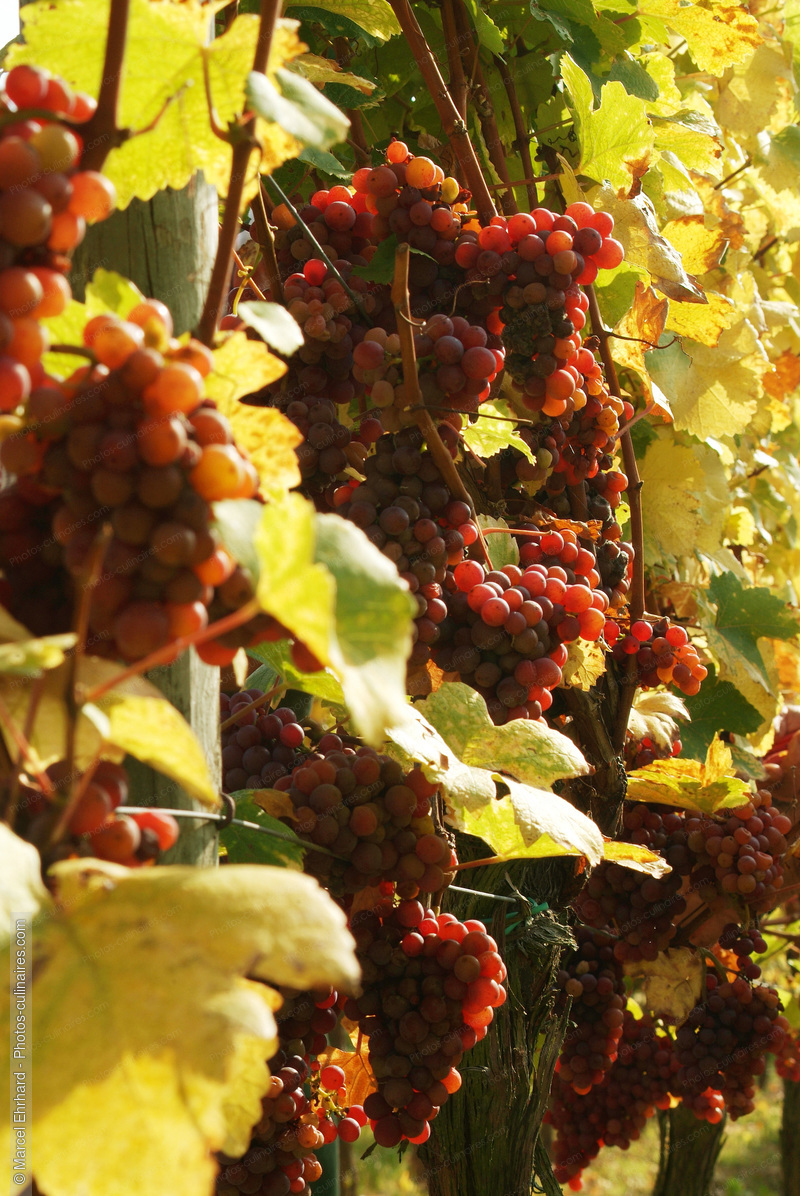 Ceps de vigne avec raisins - photo référence VIN09N.jpg