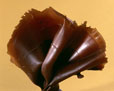 Copeau de chocolat