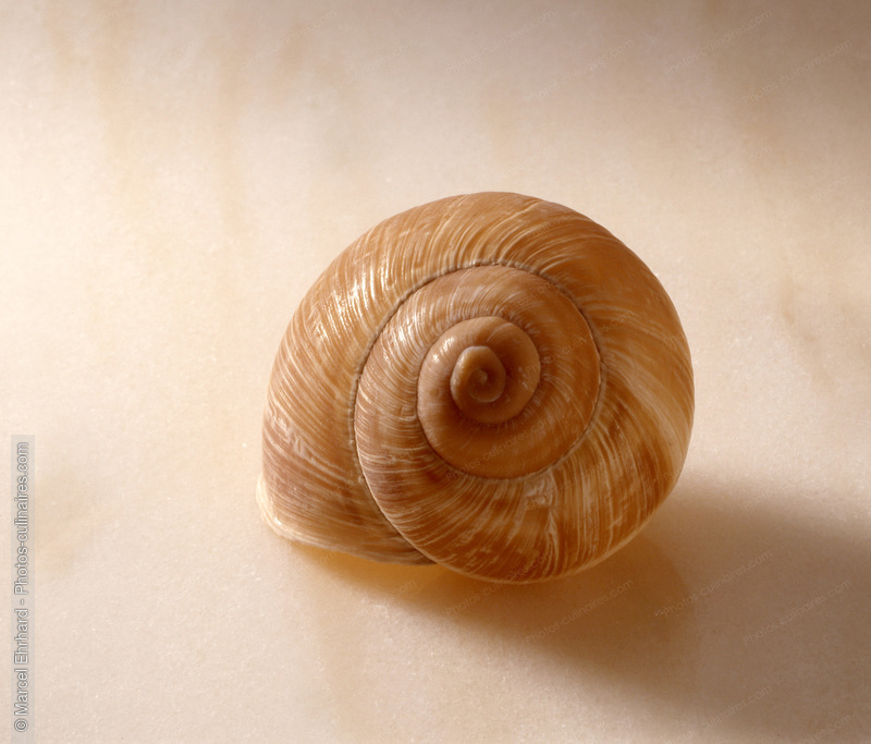 Coquille d' escargot bourgogne - photo référence ES9.jpg