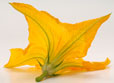 Fleur de courgette ouverte