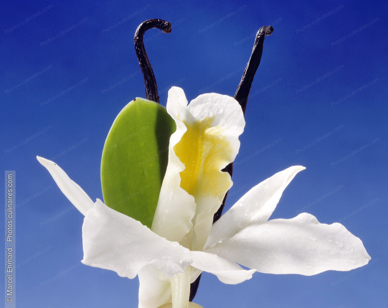 Fleur de vanille - photo référence EP83.jpg