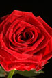 Rose rouge avec goutte d'eau