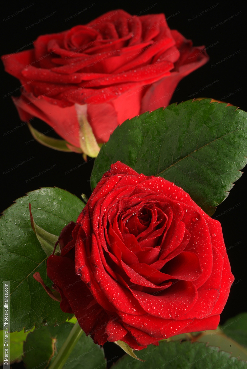 Roses rouge avec feuilles - photo référence AT60N.jpg