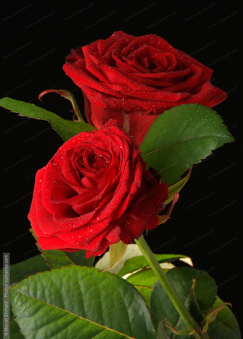 Roses rouge avec feuilles - photo référence AT61N.jpg