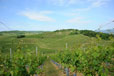 Vignoble d'Alsace