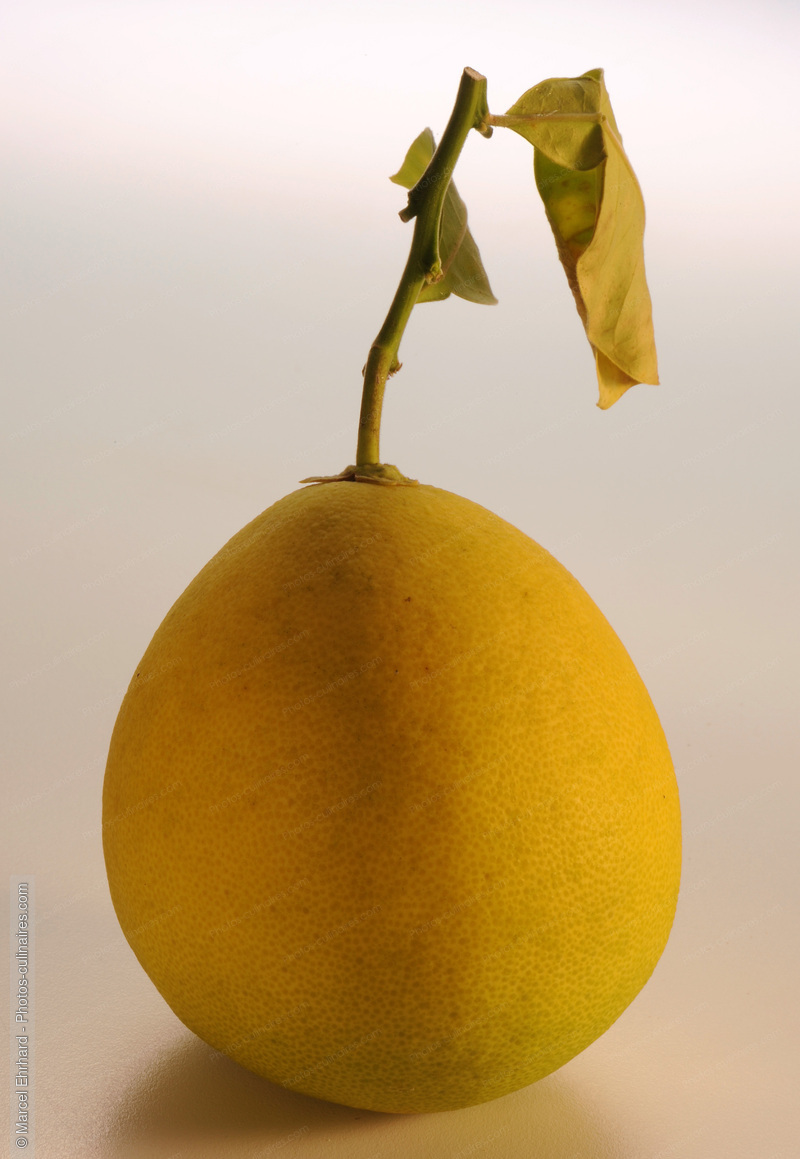 Agrume - photo r&eacute;f&eacute;rence FRU321N.jpg