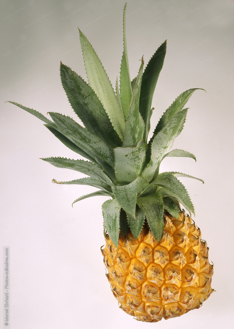Ananas victoria - photo r&eacute;f&eacute;rence FRU210N.jpg