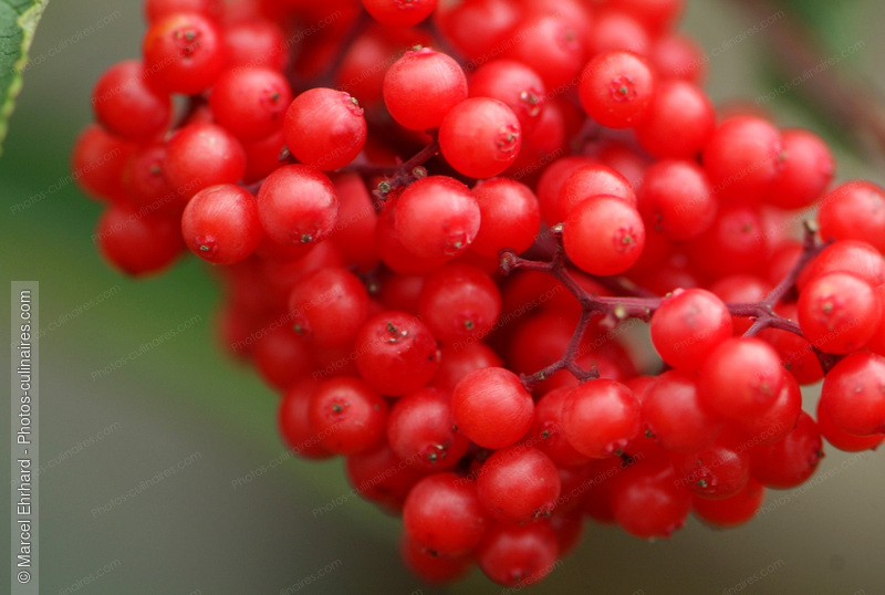 Baies rouge - photo r&eacute;f&eacute;rence FRU175N.jpg