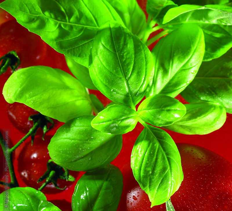Basilic et tomate - photo r&eacute;f&eacute;rence LE476N.jpg