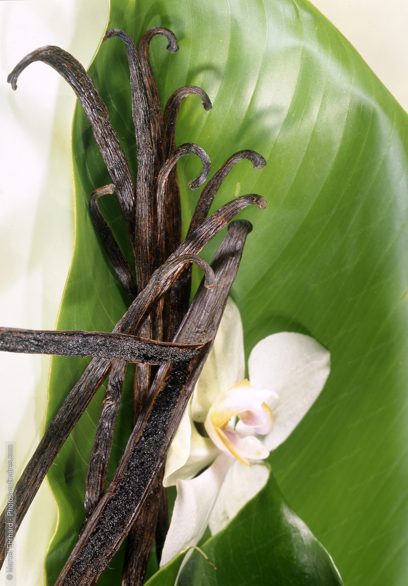 Bâton et fleur de vanille - photo référence EP81.jpg