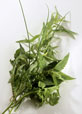 Bouquet de fines herbes aromatiques