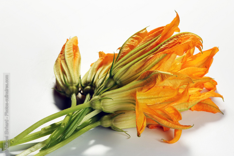 Bouquet de fleurs de courgettes - photo r&eacute;f&eacute;rence LE481N.jpg