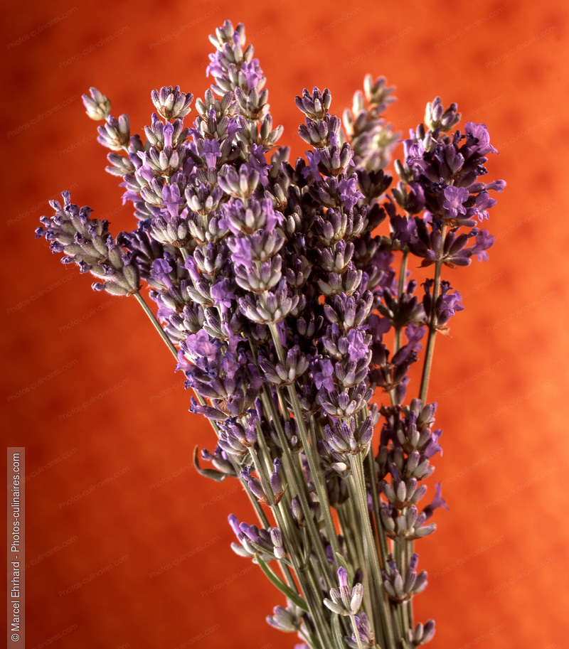 Bouquet de lavande - photo r&eacute;f&eacute;rence EP01.jpg