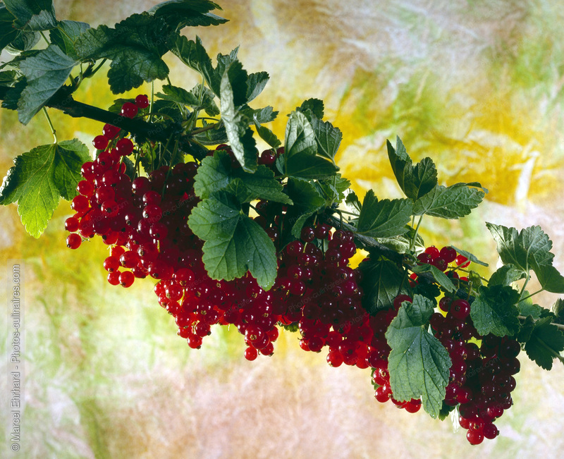Branche de groseilles - photo r&eacute;f&eacute;rence FRU111.jpg