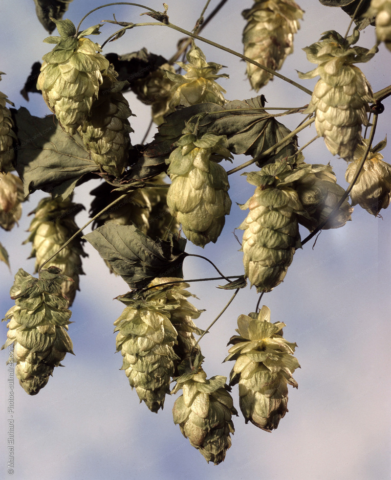 Branche de houblon - photo r&eacute;f&eacute;rence LE397N.jpg