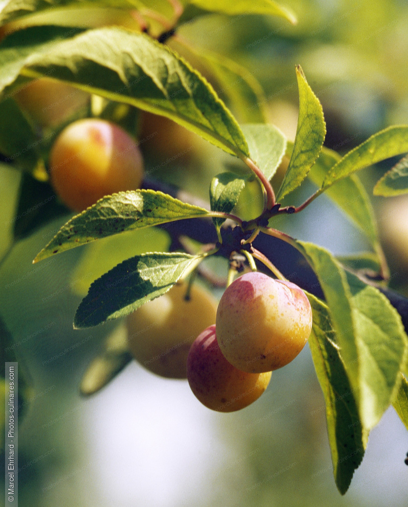 Branche de mirabelles - photo r&eacute;f&eacute;rence FRU269.jpg