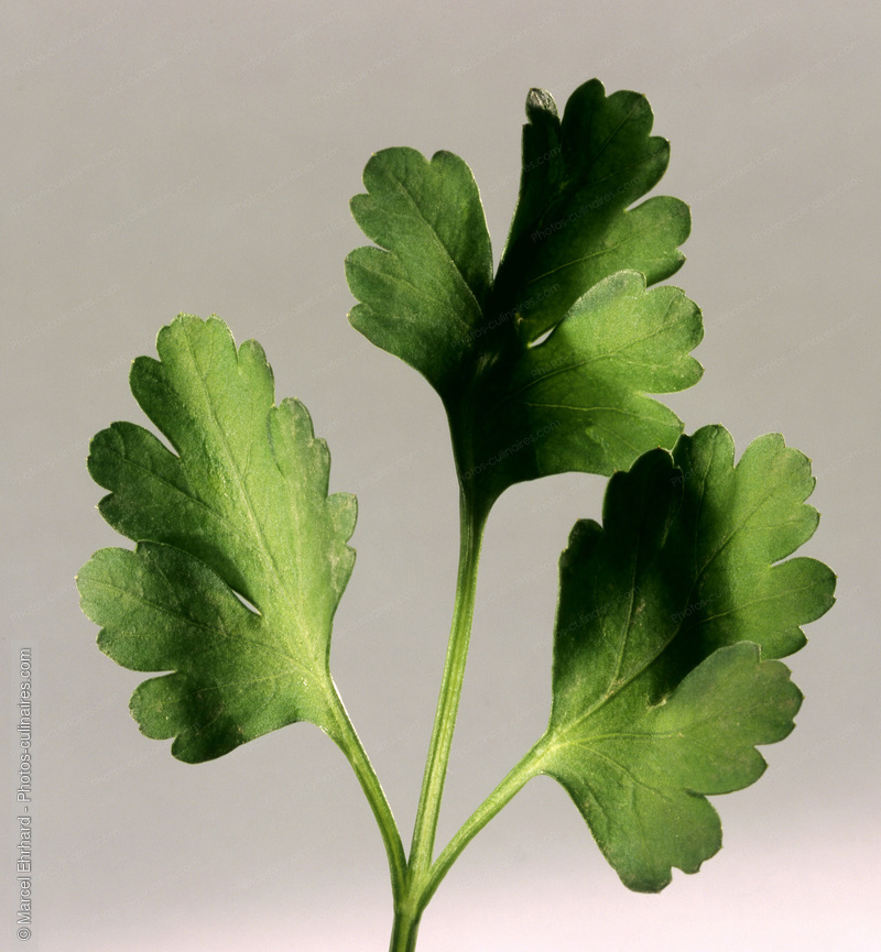 Branche de persil plat - photo r&eacute;f&eacute;rence LE143.jpg