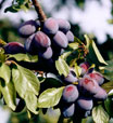 Branche de prunes