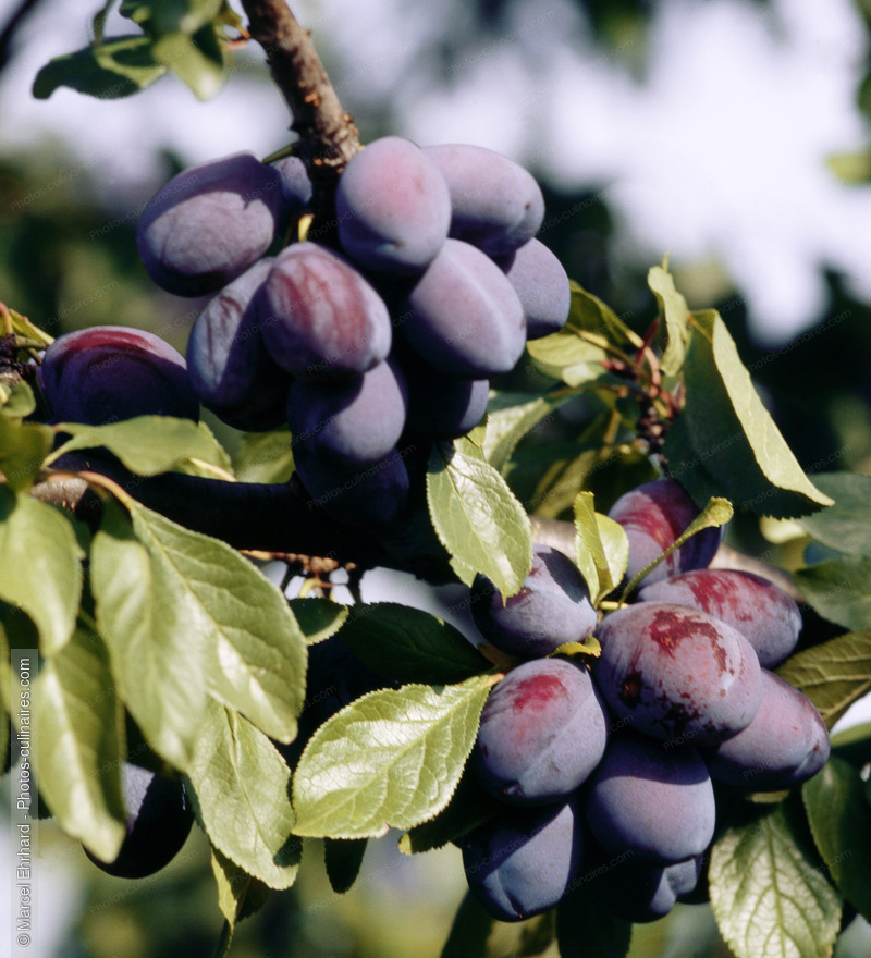 Branche de prunes - photo r&eacute;f&eacute;rence FRU270.jpg