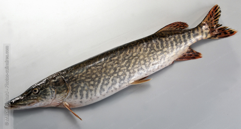 Brochet d'&eacute;levage cru, - photo r&eacute;f&eacute;rence PO448.jpg