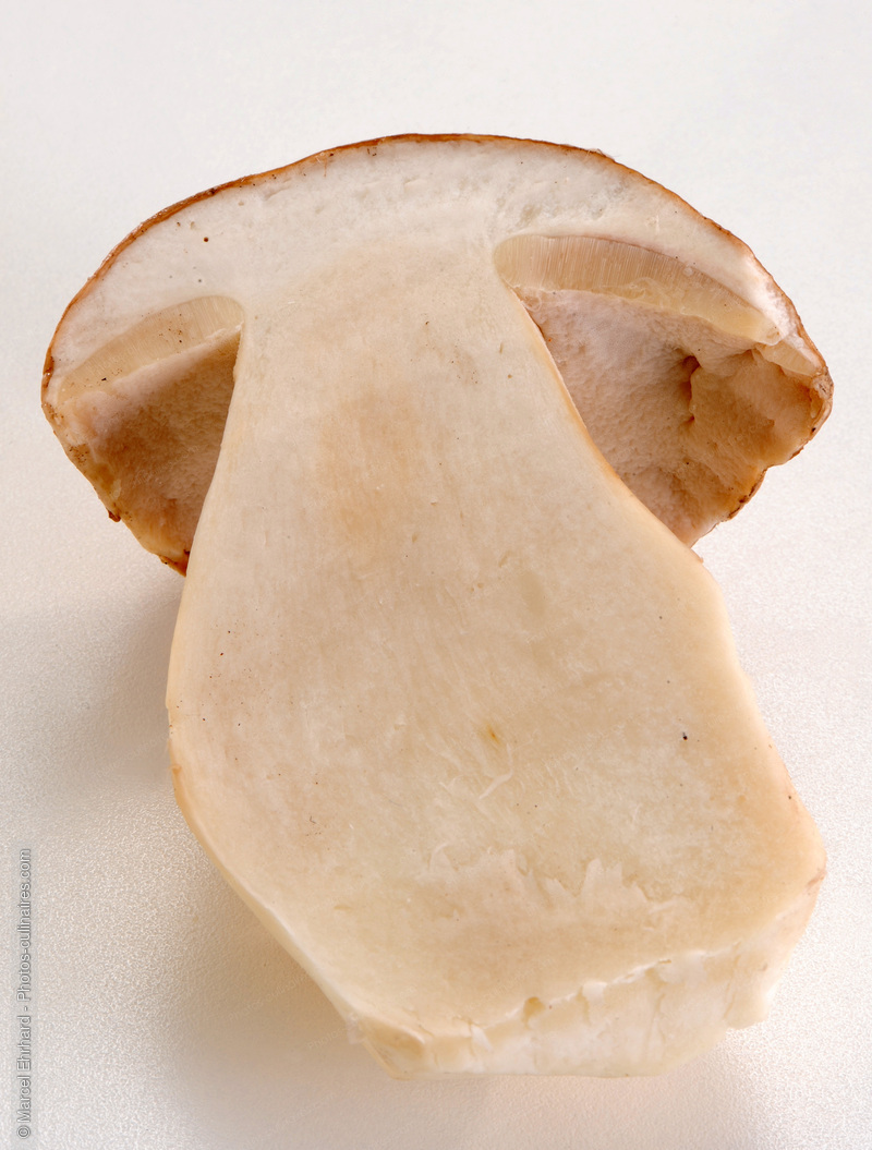 Cep tranch&eacute; - photo r&eacute;f&eacute;rence LE371N.jpg