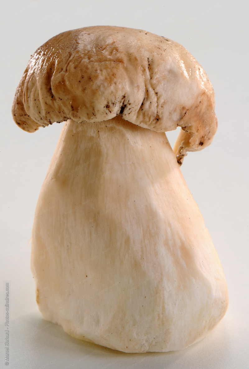 Cep - photo r&eacute;f&eacute;rence LE373N.jpg