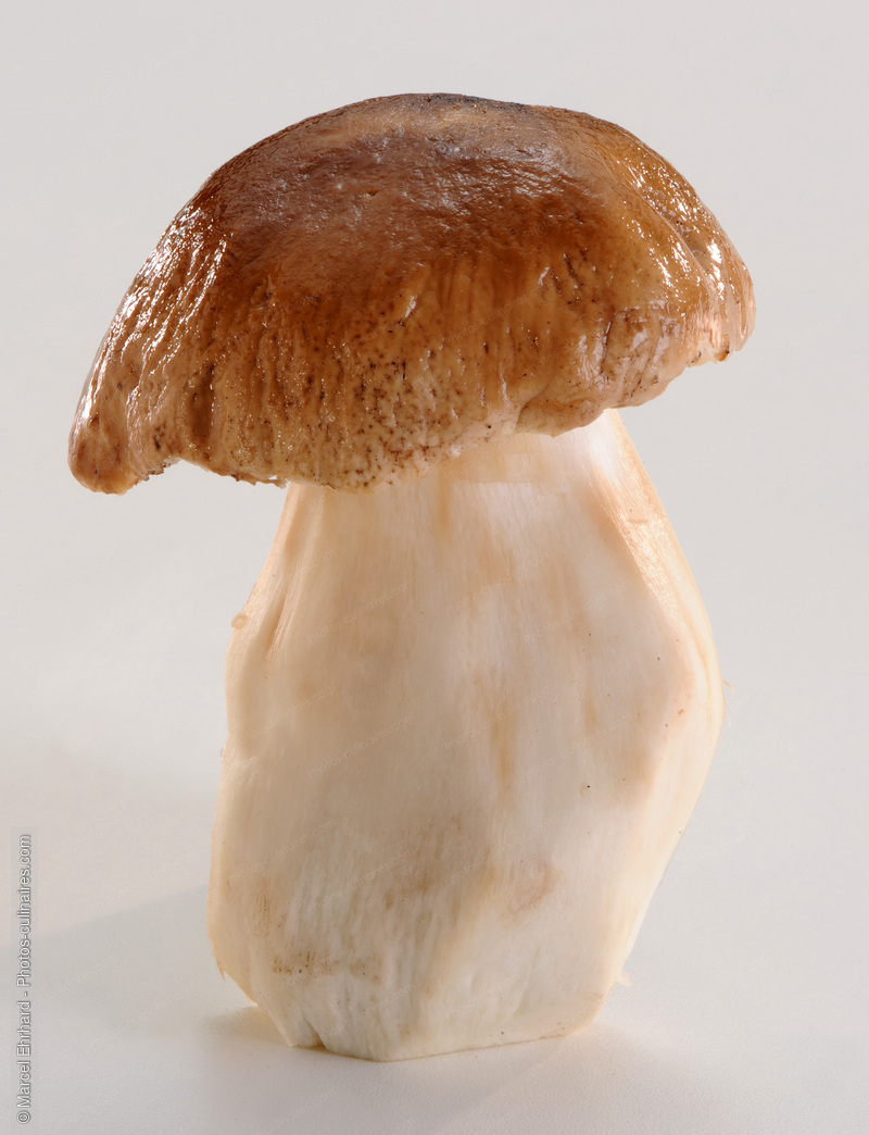 C&egrave;pe lav&eacute; - photo r&eacute;f&eacute;rence LE370N.jpg