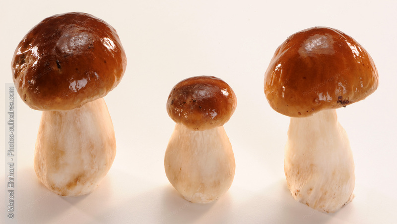 Ceps nettoy&eacute;s - photo r&eacute;f&eacute;rence LE494N.jpg