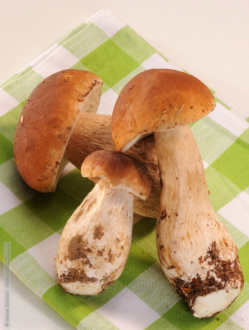 Ceps non nettoy&eacute;s sur torchon - photo r&eacute;f&eacute;rence LE490N.jpg