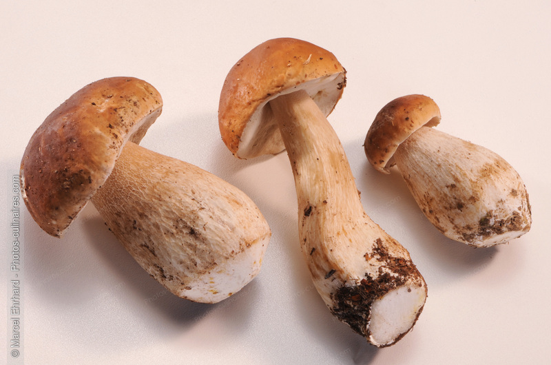 Ceps non nettoy&eacute;s - photo r&eacute;f&eacute;rence LE488N.jpg