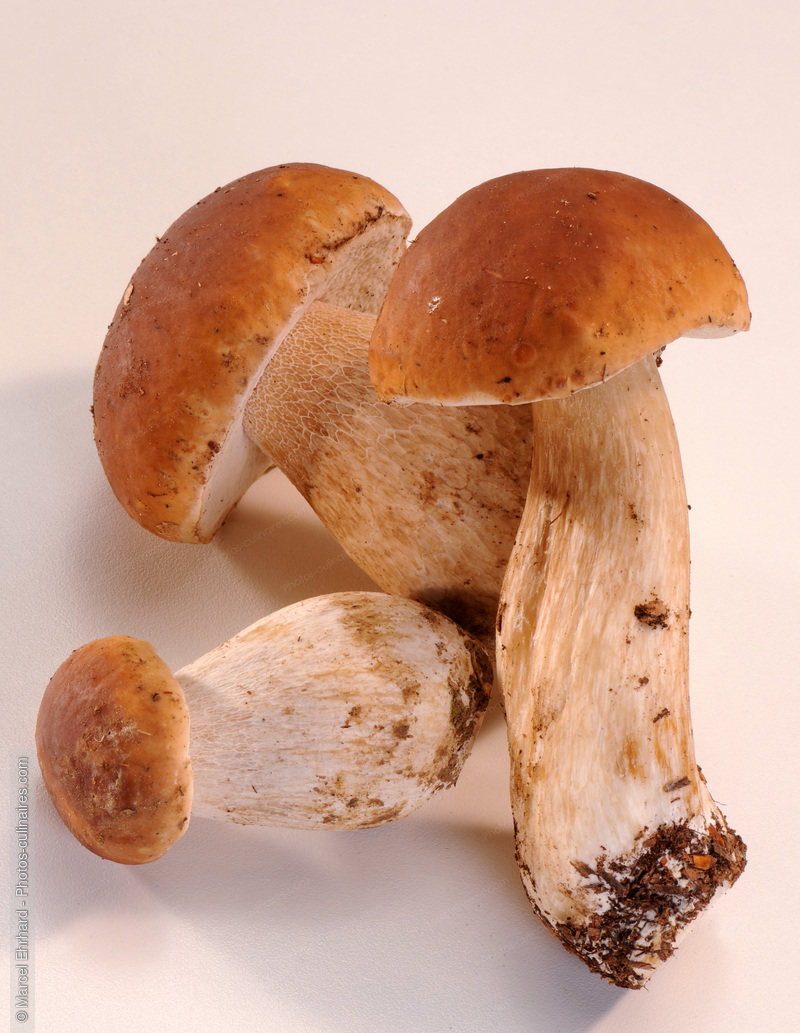 Ceps non nettoy&eacute;s - photo r&eacute;f&eacute;rence LE489N.jpg