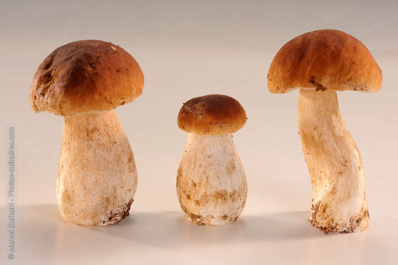 Ceps non nettoy&eacute;s - photo r&eacute;f&eacute;rence LE493N.jpg