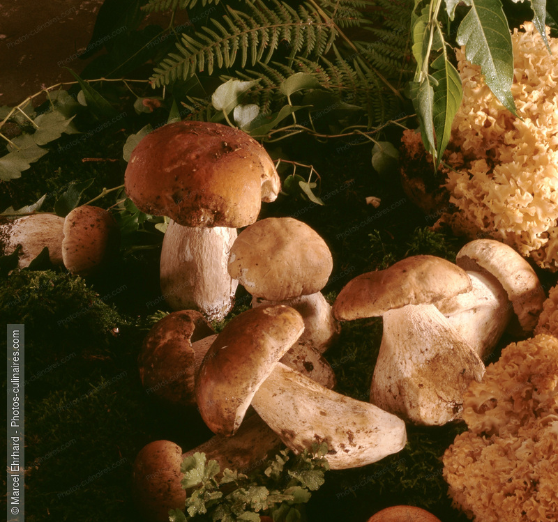 Ceps - photo r&eacute;f&eacute;rence LE84.jpg