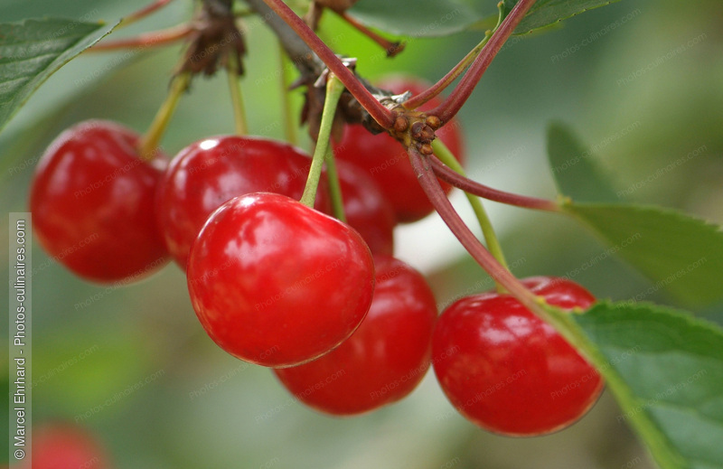 Cerises acidul&eacute;es sur arbre - photo r&eacute;f&eacute;rence FRU174N.jpg