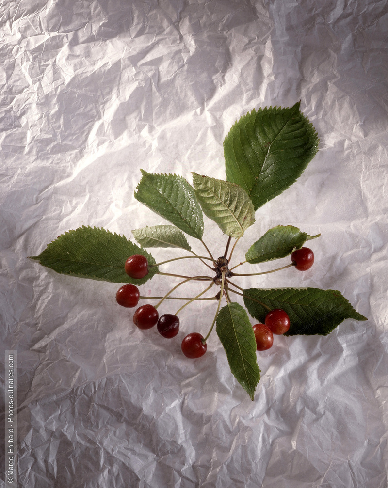 Cerises sauvage en branche - photo r&eacute;f&eacute;rence FRU8.jpg