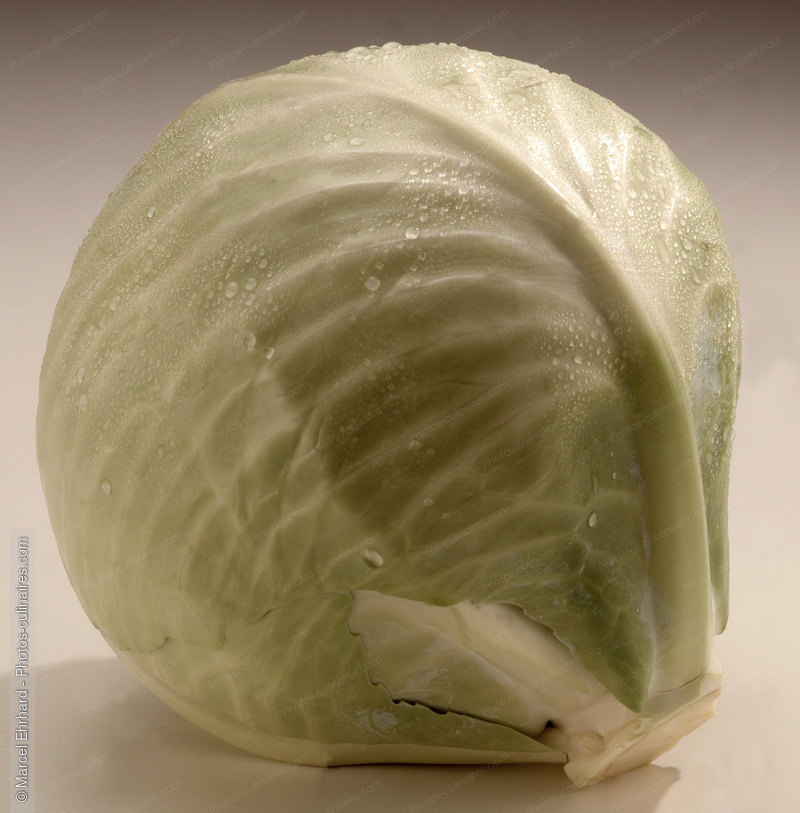 Choux blanc - photo r&eacute;f&eacute;rence LE64.jpg