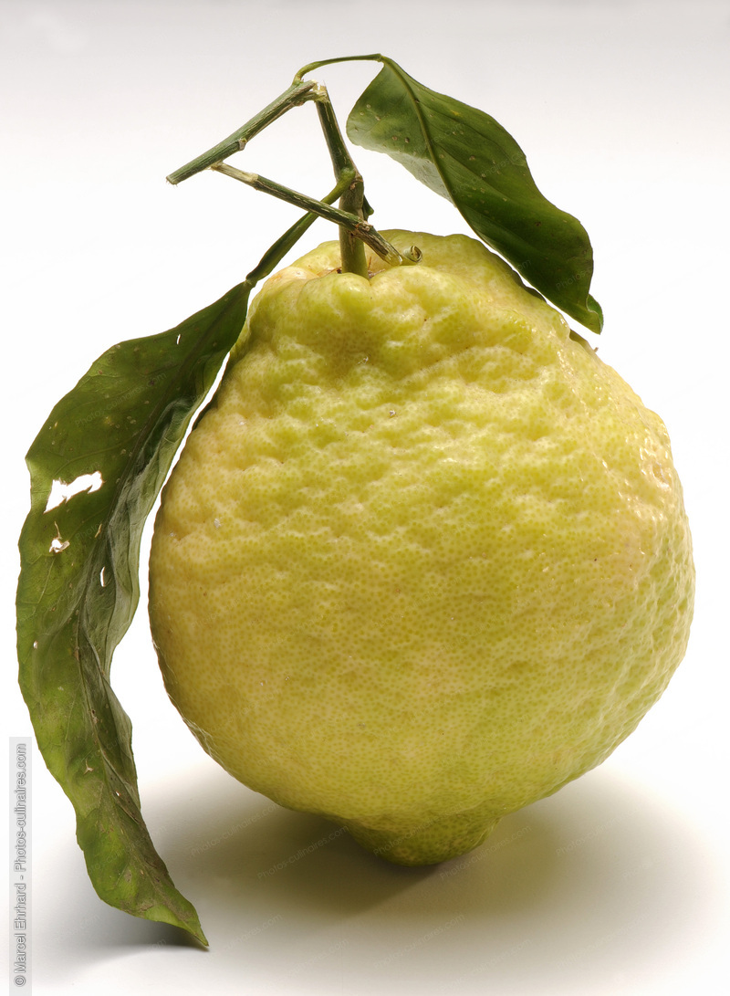 Citron Cedrat - photo r&eacute;f&eacute;rence FRU311N.jpg