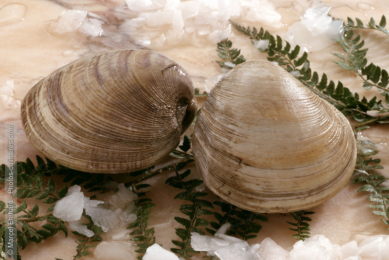 Clams - photo r&eacute;f&eacute;rence PO69.jpg