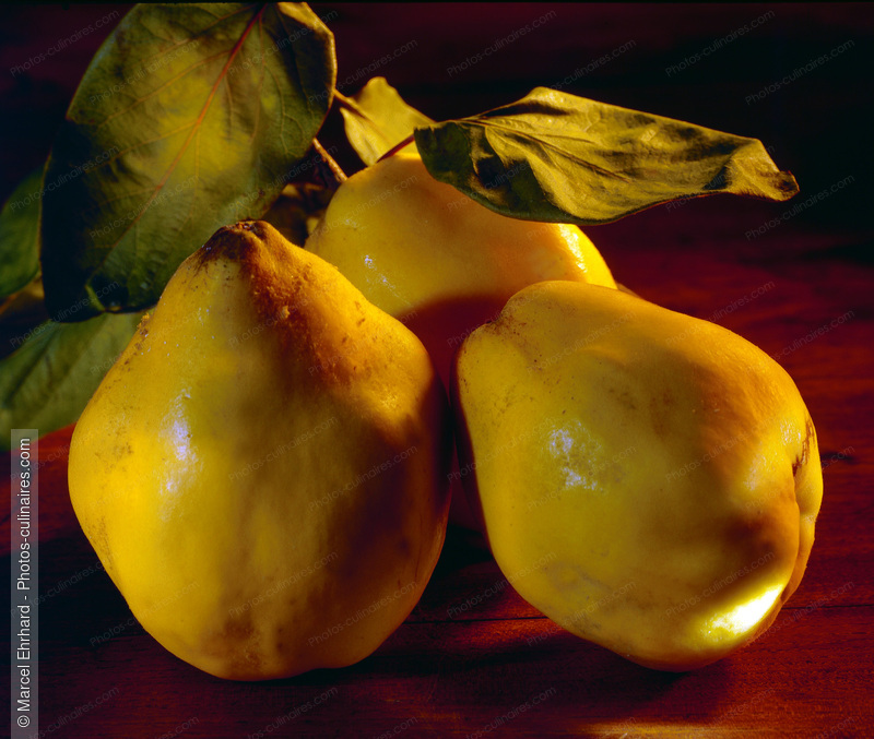 Coings - photo r&eacute;f&eacute;rence FRU96.jpg