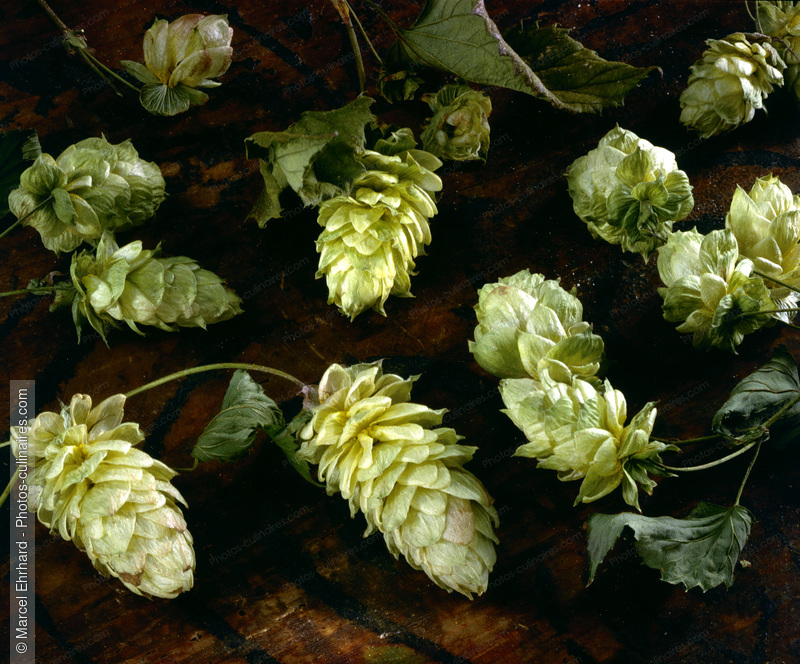 C&ocirc;nes de houblon - photo r&eacute;f&eacute;rence LE148.jpg