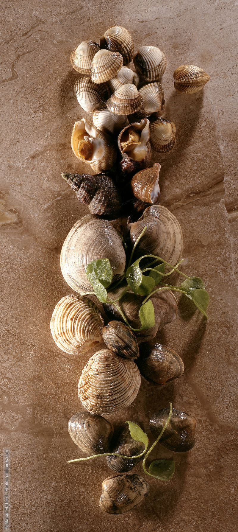Coquillages de mer - photo r&eacute;f&eacute;rence PO131.jpg