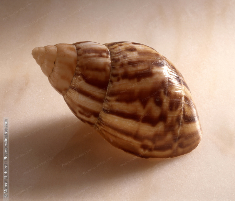 Coquille d' escargot achatine - photo référence ES7.jpg