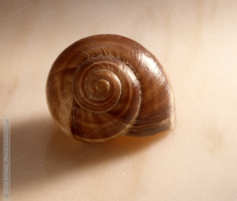 Coquille d' escargot lucorum - photo r&eacute;f&eacute;rence ES5.jpg