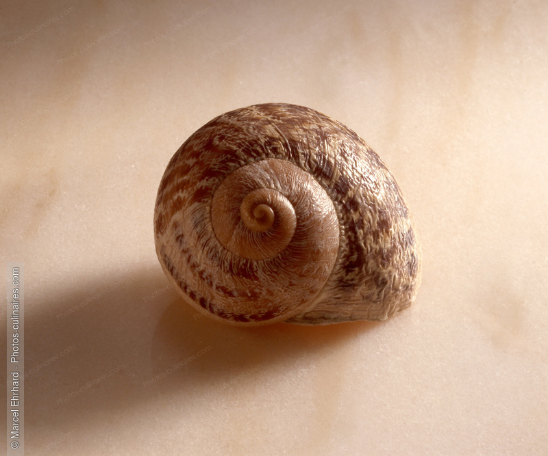Coquille d' escargot petit gris - photo r&eacute;f&eacute;rence ES11.jpg