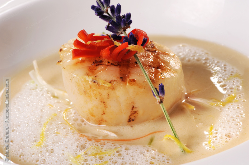 Coquille saint Jacques  &eacute;mulsionn&eacute;e &agrave; la cr&egrave;me - photo r&eacute;f&eacute;rence PO508N.jpg