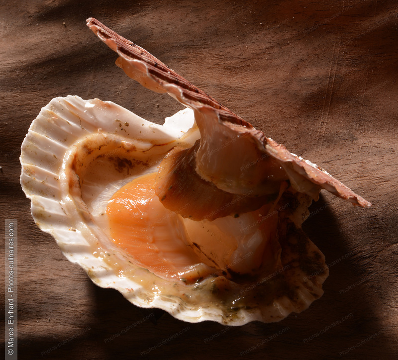 Coquille Saint Jacques ouverte crue - photo r&eacute;f&eacute;rence PO660.jpg